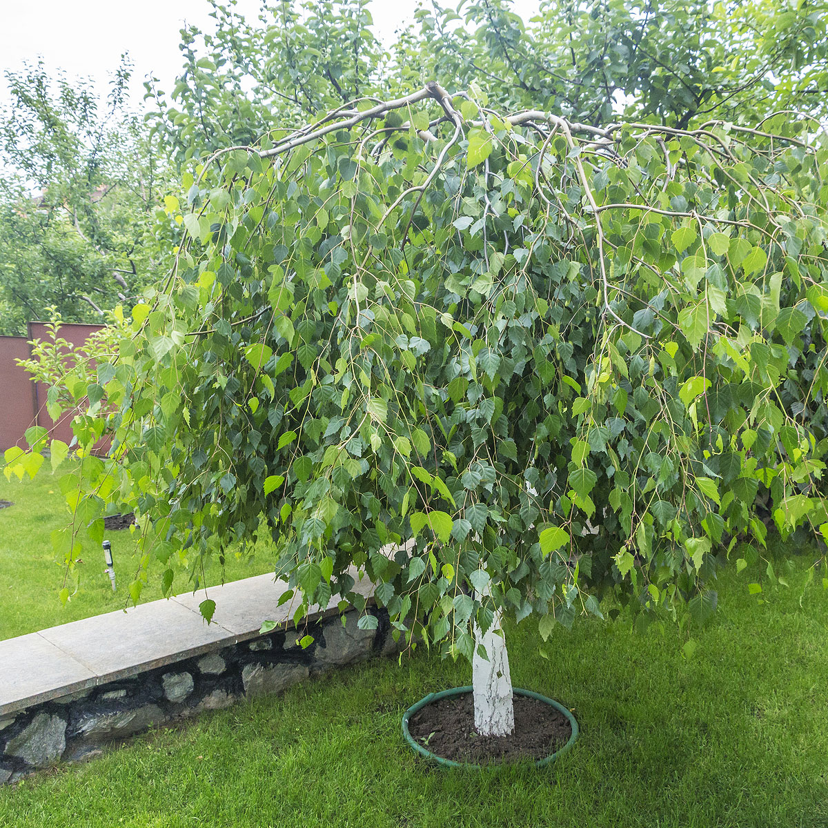The best garden trees to add thousands to your property value